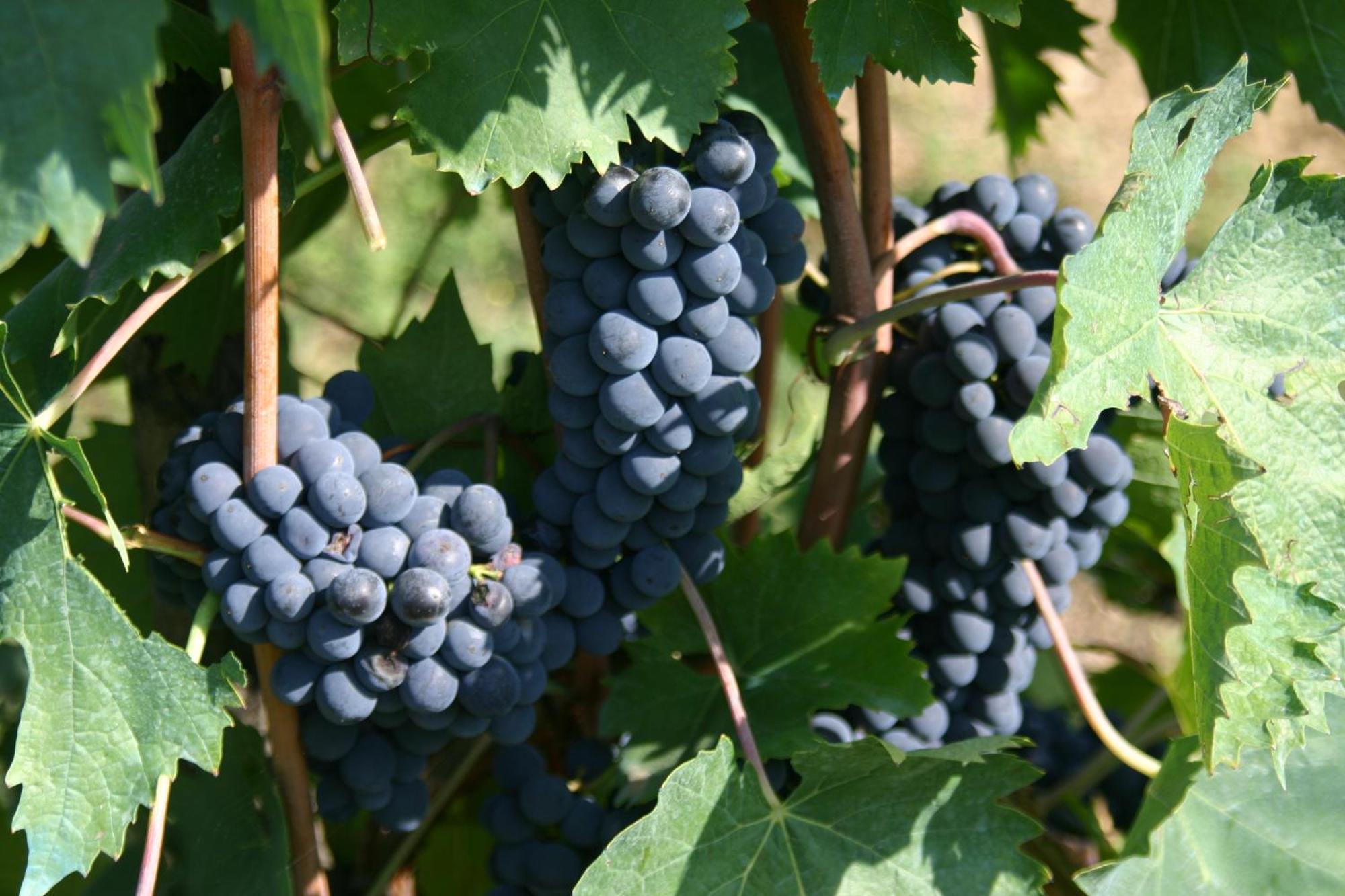 Agriturismo Podere La Cava Mercatale Val Di Pesa Eksteriør bilde